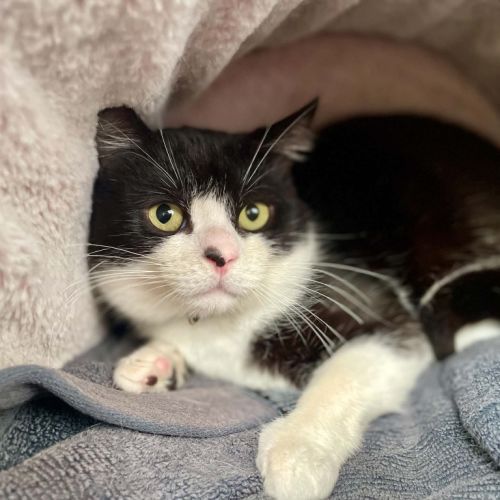 Banjo Boo 👻 - Domestic Short Hair (DSH) Cat