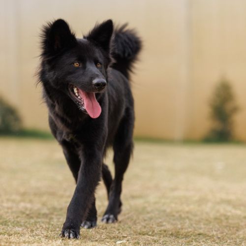 Shadow - 18 Month Old Dingo Hybrid - Dingo Dog