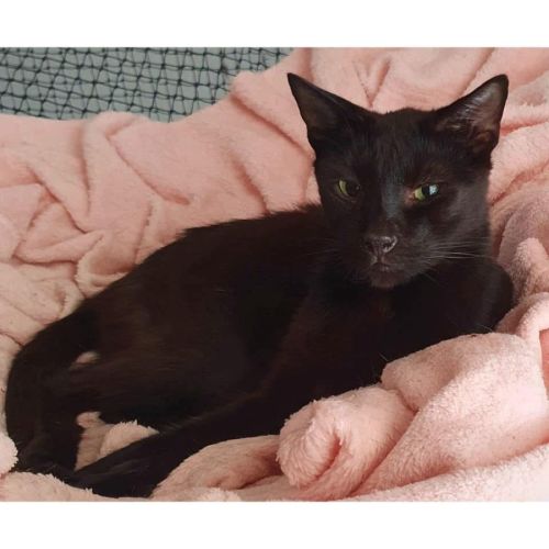 4974 - Obama - Domestic Short Hair (DSH) Cat