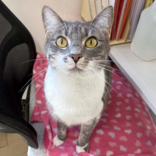 Nova - Domestic Short Hair (DSH) Cat