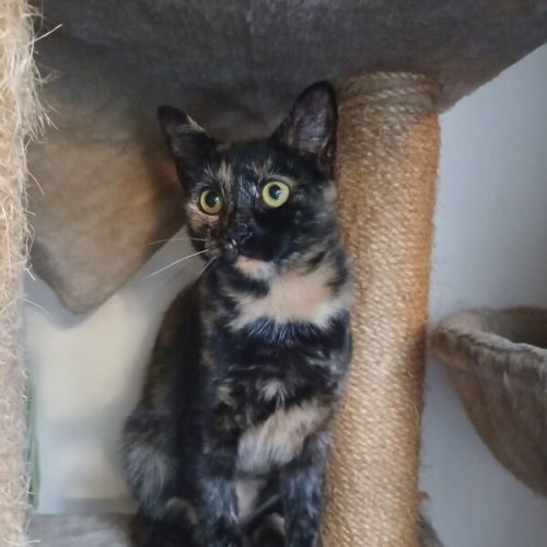 Clover - Domestic Short Hair (DSH) Cat