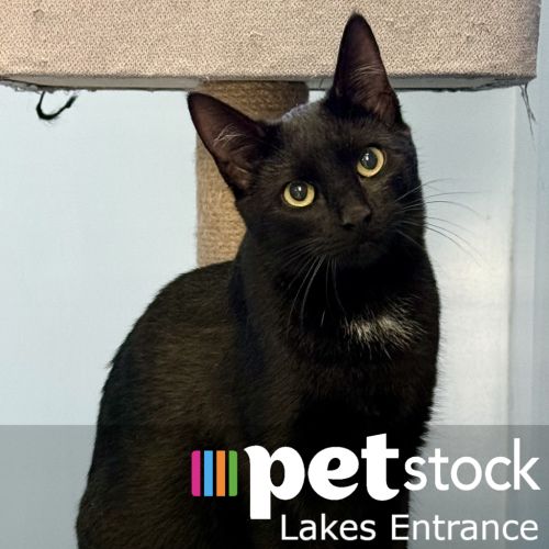 Raven - Domestic Short Hair Cat
