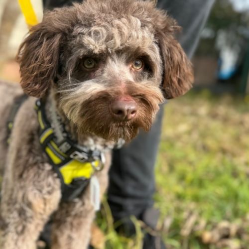 Jerry - Poodle Dog