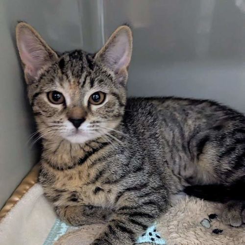 Fig - Domestic Short Hair (DSH) Cat
