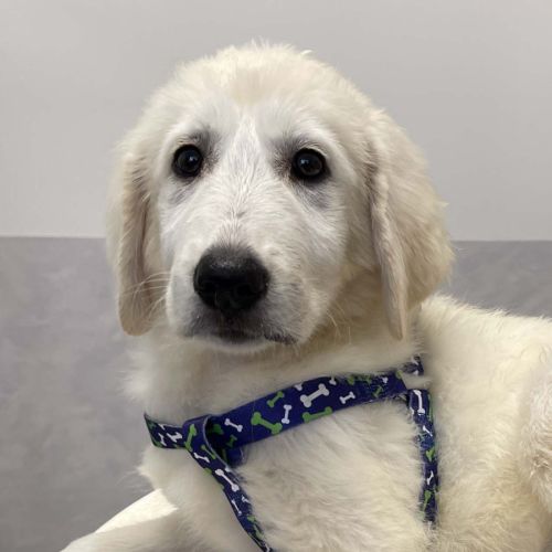 Nell - Maremma Sheepdog