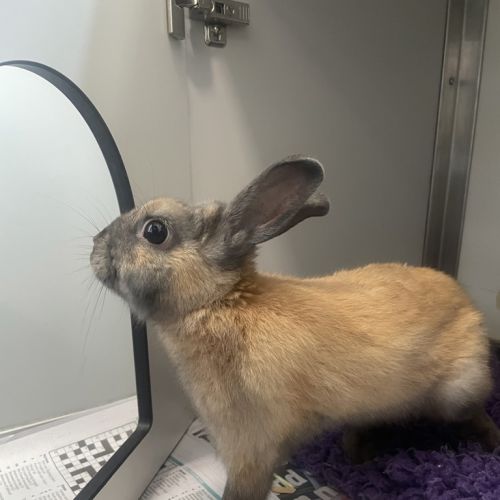 Wrenley - Dwarf Rabbit