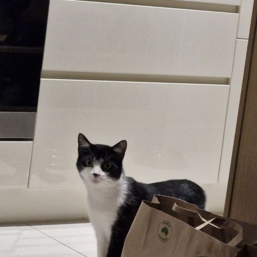 Gentle Flower Dahlia Sylvia - Domestic Short Hair (DSH) Cat