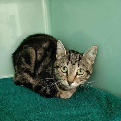 Pearl - Domestic Short Hair (DSH) Cat