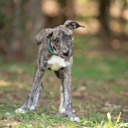 Dolly - Bull Arab x Catahoula Dog