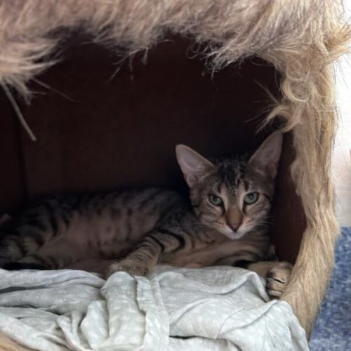 Orwell - Domestic Short Hair (DSH) Cat