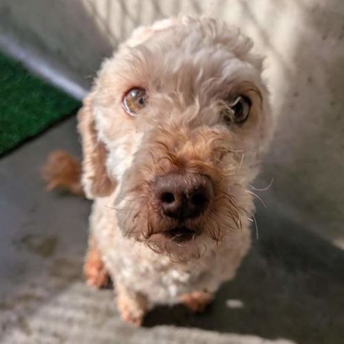 Pablo - Poodle (Toy) Dog