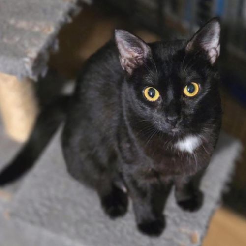 13551 - Slinky Malinki - Domestic Short Hair (DSH) Cat