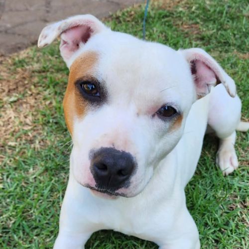 Apollo - Staffordshire Bull Terrier Dog