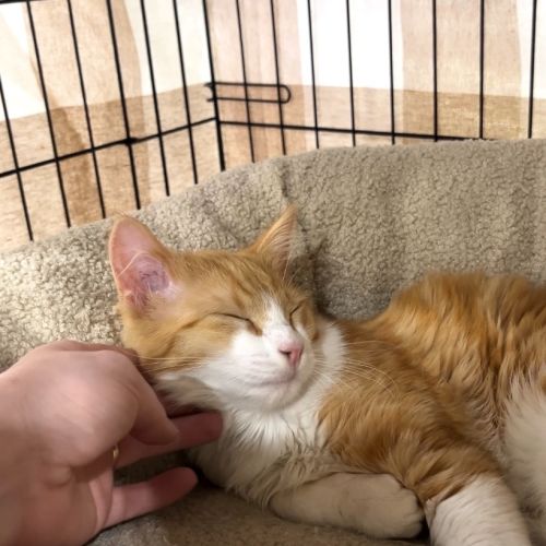 Dingleberry - Domestic Medium Hair (DMH) Cat