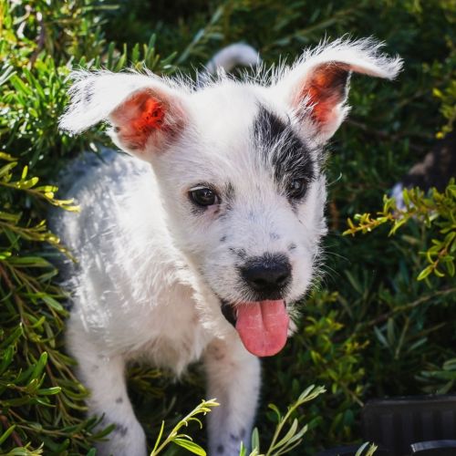 Einstein - Mixed breed Dog