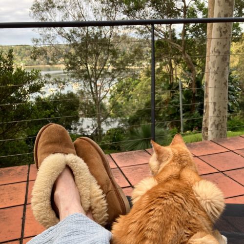 Aslan - Domestic Short Hair Cat