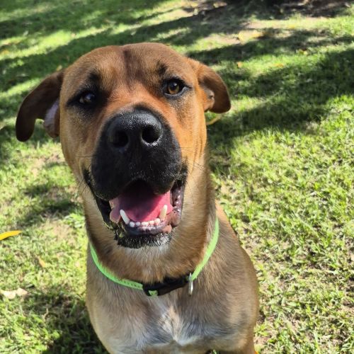 Toby - Bullmastiff Dog