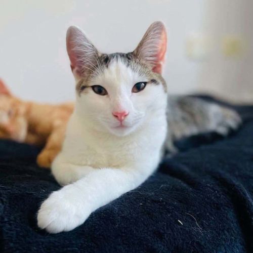 Murphy - Domestic Short Hair (DSH) Cat
