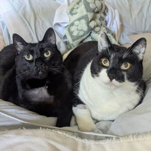 Squeeke - Domestic Short Hair Cat