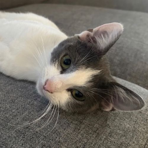 Cleo - Domestic Short Hair (DSH) Cat