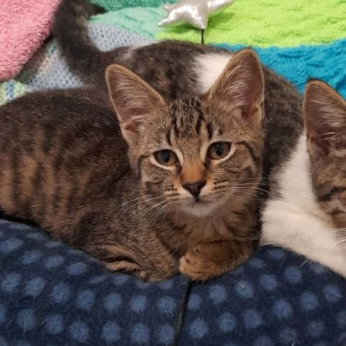 Dora - Domestic Short Hair (DSH) Cat