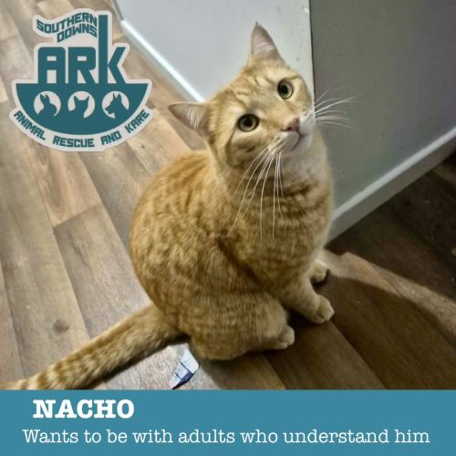 Nacho  - Domestic Short Hair (DSH) Cat