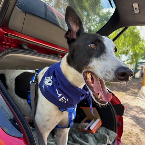 Charlie - Greyhound Dog
