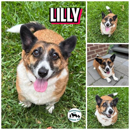 Lili - Welsh Corgi (Cardigan) Dog