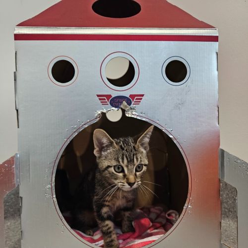 Colby - Domestic Short Hair (DSH) Cat