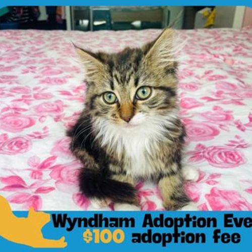 Misty - Domestic Medium Hair Cat