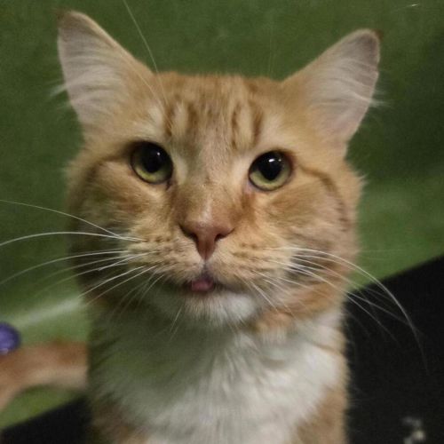 Bbq - Domestic Short Hair Cat