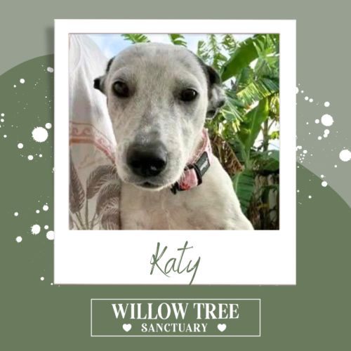 Katy - Australian Cattle Dog