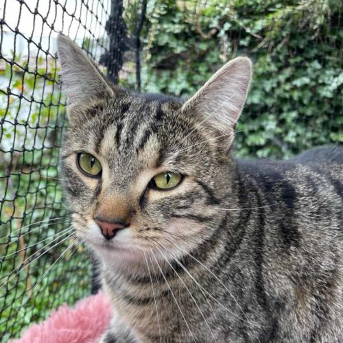 Pudding  - Domestic Short Hair Cat