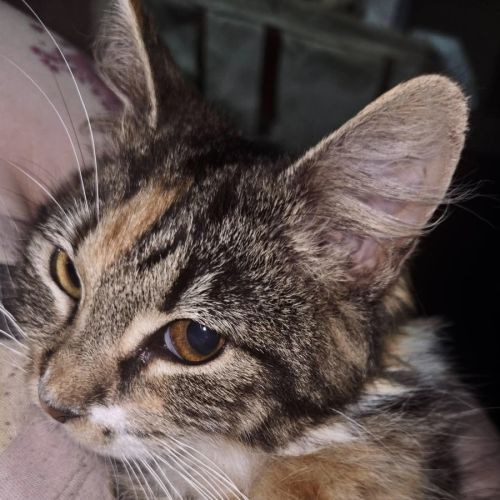 Callie - Domestic Short Hair (DSH) Cat