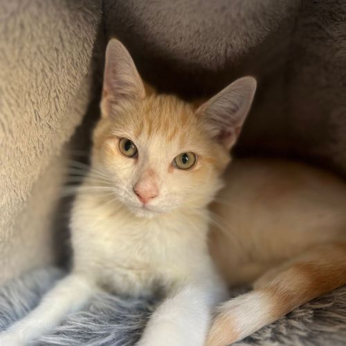 Alfie - Domestic Short Hair (DSH) Cat