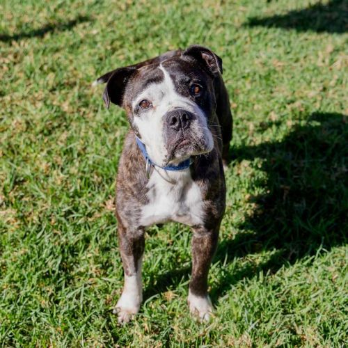 Mimi - American Bulldog