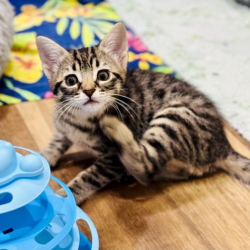 BonBon - Domestic Short Hair (DSH) Cat