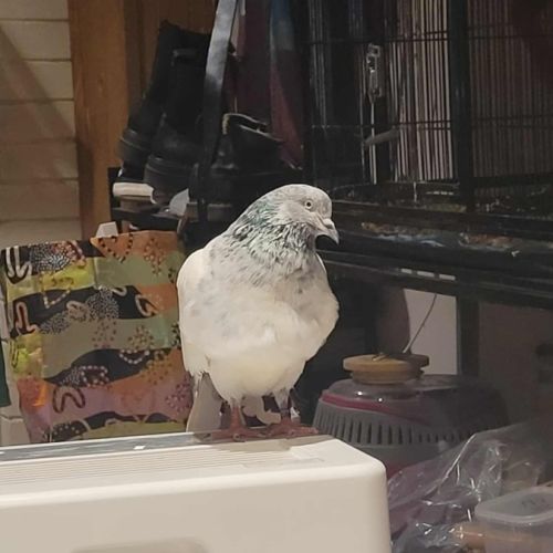 Flat White & Shart -  Bird