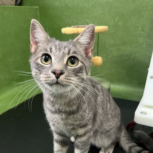 George - Domestic Short Hair Cat