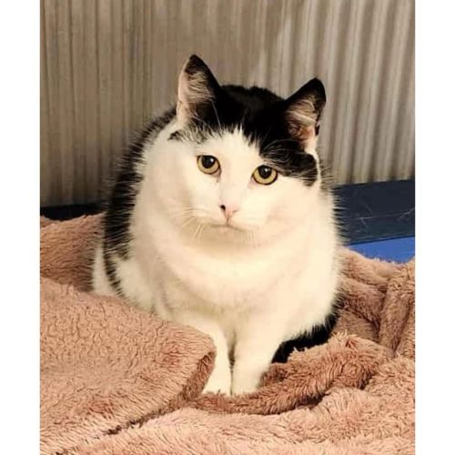 9336 - Karen - Domestic Short Hair Cat