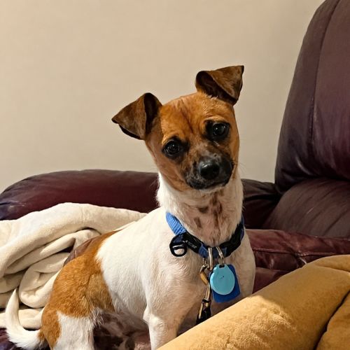 Dale - Jack Russell Terrier Dog