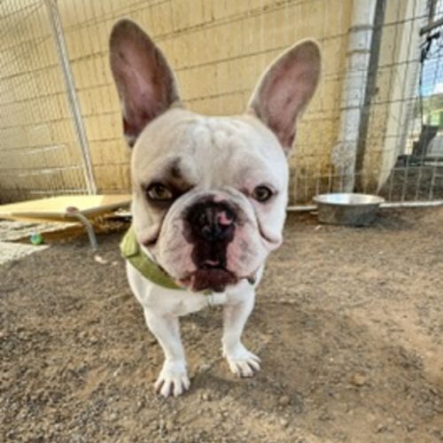 Rocky - French Bulldog