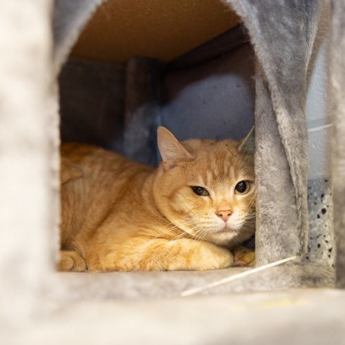 Jasper - Domestic Short Hair Cat