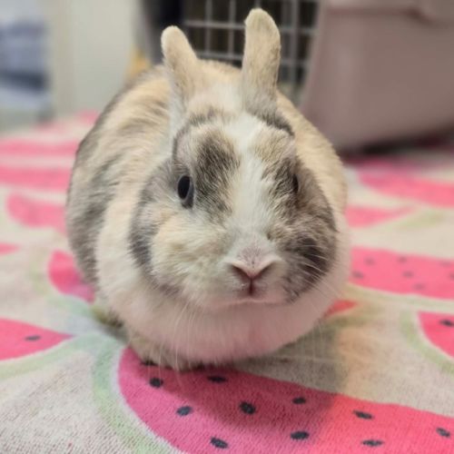 Bonnie - Netherland Dwarf Rabbit