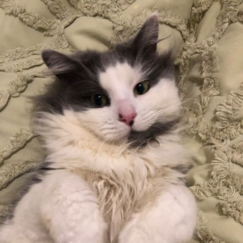Falkor - Domestic Short Hair (DSH) Cat