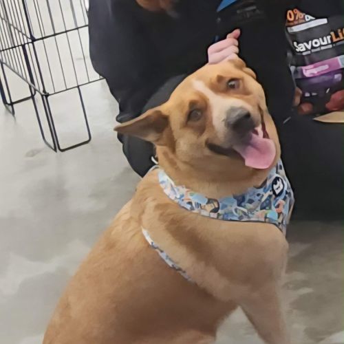 Rusty - Australian Stumpy Tail Cattle Dog