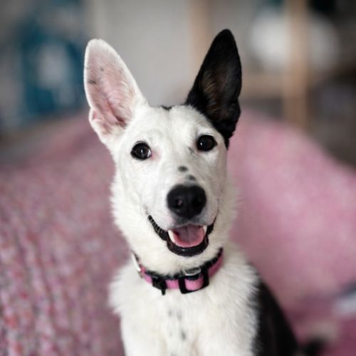Gemma - Border Collie Dog