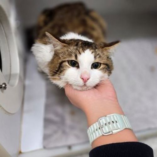Big Boy Banjo - Domestic Medium Hair Cat