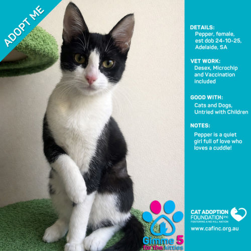 Pepper - Domestic Short Hair (DSH) Cat