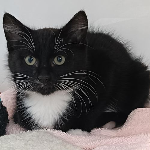 Binky - Domestic Short Hair Cat